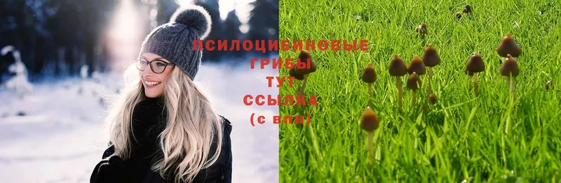 Псилоцибиновые грибы Psilocybe Алатырь